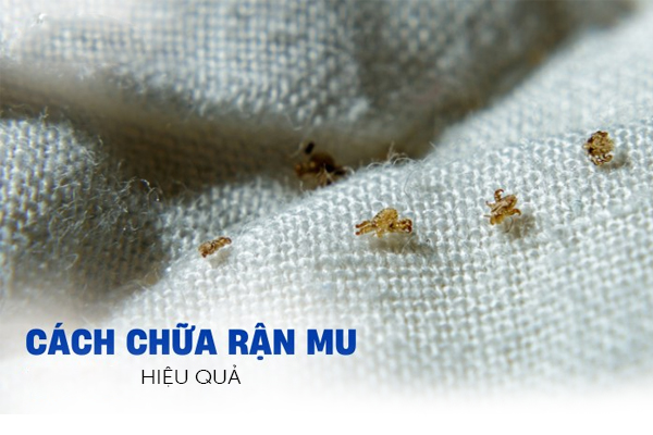 Cách chữa rận mu hiệu quả
