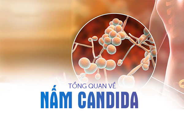 Tổng quan về bệnh nấm Candida